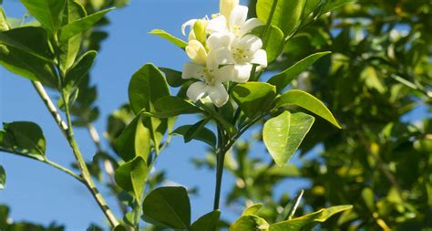 View jerry flowers profile, listings & more. Florida State Flower - The Orange Blossom - ProFlowers Blog