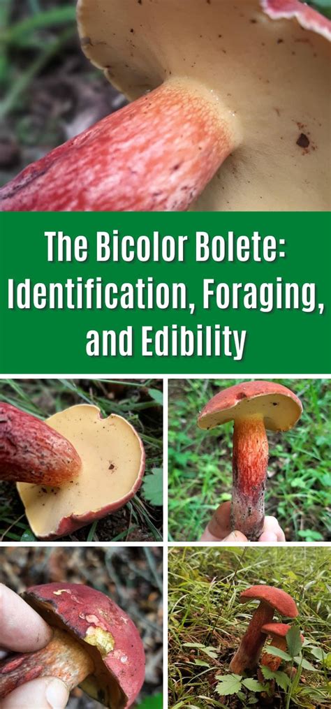 The Bicolor Bolete Identification Foraging And Edibility Mushroom Appreciation