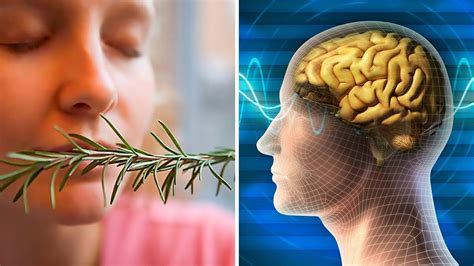 Sniffing Rosemary Can Increase Your Memory By Study Finds Youtube
