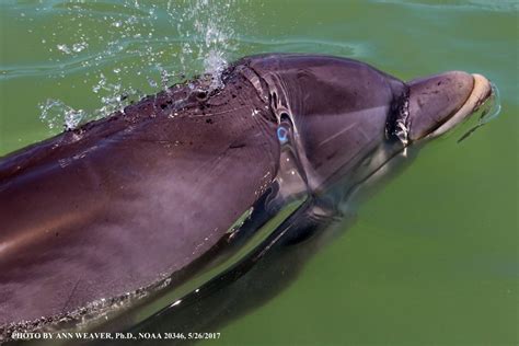 Dolphin Watch Bottlenose Dolphins Redirect Aggression Into Symbolic