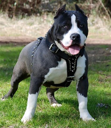 Pitbull Dogs Characteristics Of The 3 Most Popular