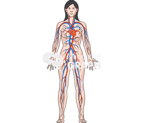 Circulatory System Body Woman