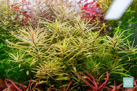 Ludwigia White Inclinata Cuba Live Aquatic Plant Glass Aqua