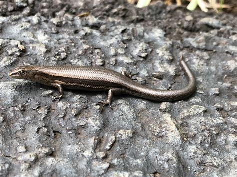 What Is This Lizardamphibianreptileprobable Skink In Upcountry Maui