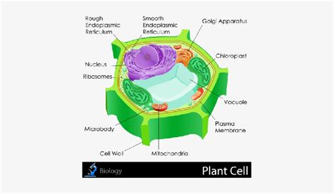 Within each cell it is a widely distributed membrane structure that serves as the the site for modification of proteins, manufacture of macromolecules and lipids, and the transfers substances throughout the cell. Animal Cell Diagram Endoplasmic Reticulum - Aflam-Neeeak