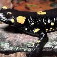 Salamander Information Salamander Fun Facts Reptile Gardens