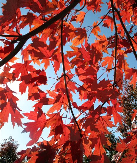 Autumn Blaze Maple Bower And Branch