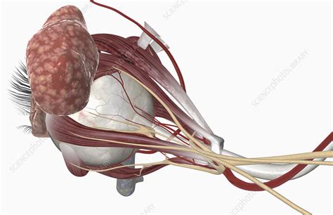 Learn about the anatomy and physiology of the eye and see pictures of eye anatomy. External anatomy of the eye - Stock Image - F002/3226 ...