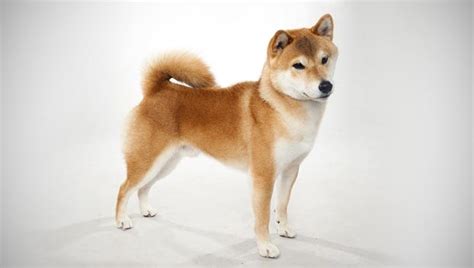 Home » buy dogecoin (doge). Shiba Inu - Dogs Photo (39780421) - Fanpop