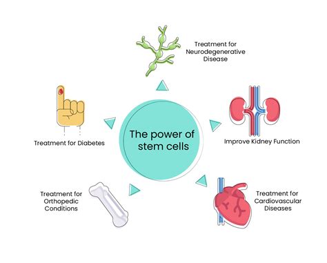 Stem Cells A Wellness Superhero Danai Medi Wellness