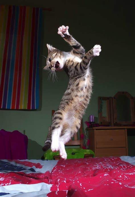 Flamenco Kitty Tabby Cat Cats Jumping Cat