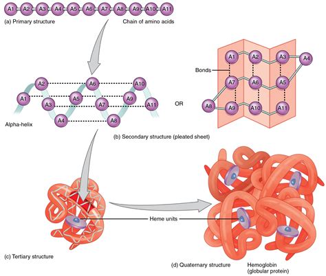 Amino Acids & Polypeptide Chains — Structure & Synthesis - Expii