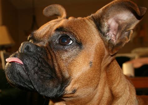An underbite is also referred to as mandibular prognathism or a class iii malocclusion. Underbite | My boxer Sadie's tongue is too long and she ...