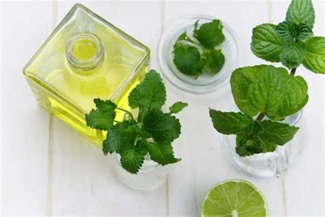 Get Rid Of Rats With Peppermint Oil Diy Method To Eliminate Rats