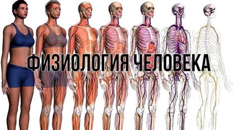 Учебники по нормальной физиологии человека | Умный Медик | ВКонтакте