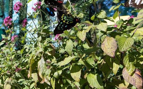 Bribie Island Butterfly House Visit Moreton Bay Region