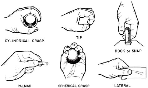 Models Of Grasp By Hand 1 Download Scientific Diagram
