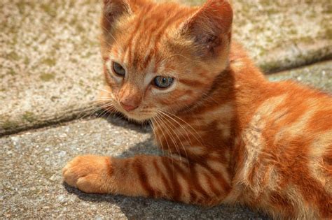 Ginger Kitten So Cute Pics