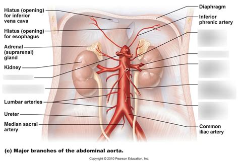 Arteries In The Abdomen Pelvis Diagram Quizlet