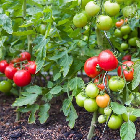 Lot De 10 Tuteurs Spirales Pour Tomates En Acier Hauteur 200 Cm