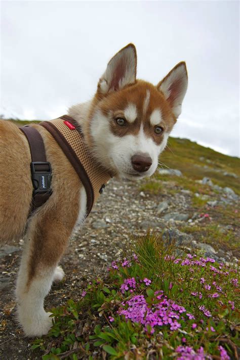You should never buy a puppy based solely on price. Cute red siberian husky puppy. | Perros huskies