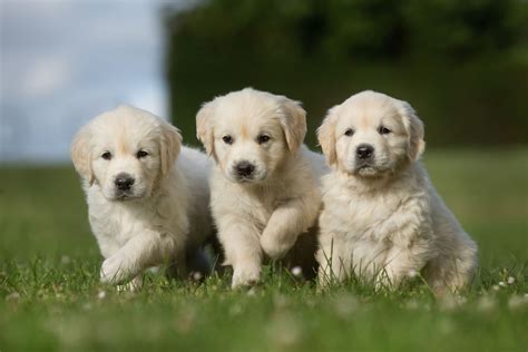 Best Quality Golden Retriever Puppies For Sale In