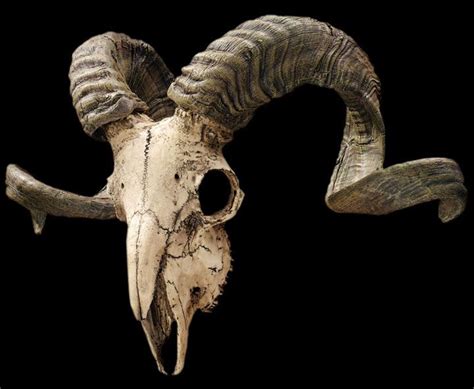 Pics For Ram Skulls With Horns In 2019 Animal Skulls Animal