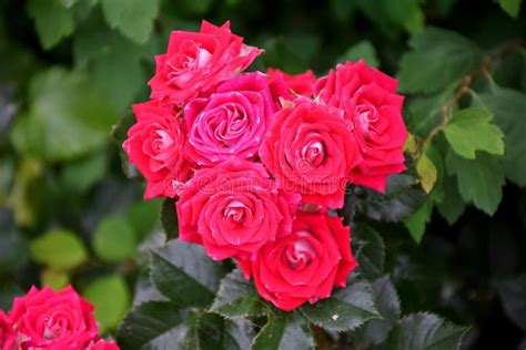 Beautiful Bushes Of Red Roses Stock Photo Image Of Colors Beautiful