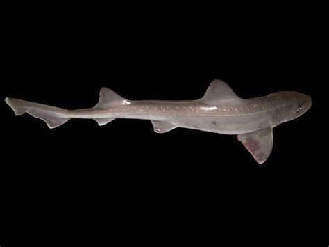 Barbeled Houndshark Photo And Wallpaper Cute Barbeled Houndshark Pictures