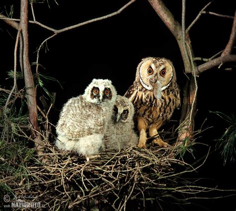 Long Eared Owl Photos Long Eared Owl Images Nature Wildlife Pictures Naturephoto