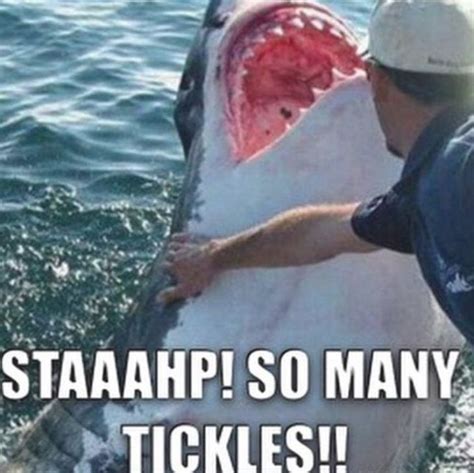 Shark Week Memes Shark Jokes Dog Jokes Animal Jokes Funny Animal