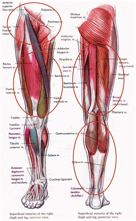 Leg Muscles Diagram Front Diagram Of My Knee Pain Just Thought I