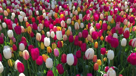 Mixed Colors Tulips In Bloom Tulip Bulbs Mixed Colors Youtube