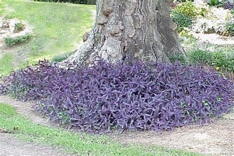 Tradescantia Pallida Purple Heart Plant Outindoor Purple