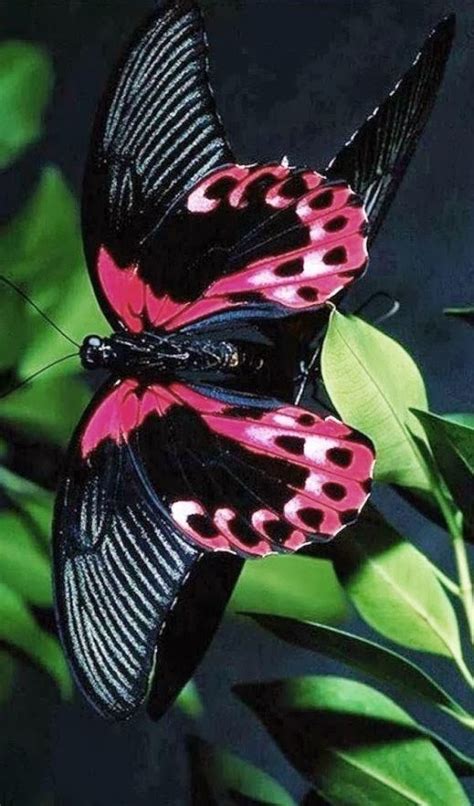 Pink Dust Buttreflies Image In Lanka Beautiful Butterflies Insects