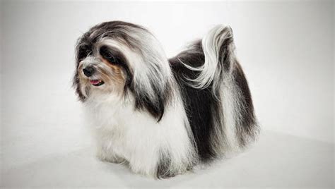 Rules Of The Jungle Havanese Dogs The Insular Breed