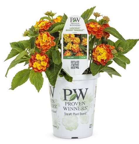 Lantana Luscious Basket Tangelo Grande Proven Winners