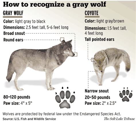 Chart Helps Viewers Distinguish Wolf From Coyote The Spokesman Review