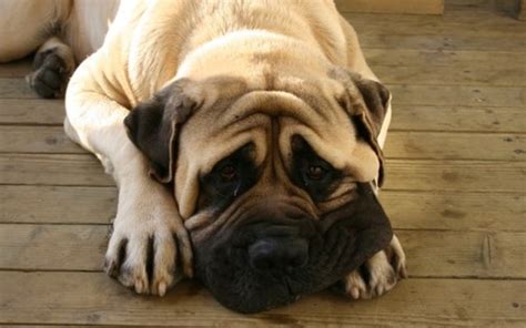 7 Wrinkly Dog Breeds That Will Steal Your Heart