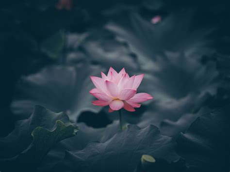 Wallpaper Pink Lotus Flower Bloom Desktop Wallpaper Hd Image