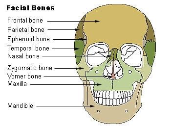 In many bones, the cancellous bone protects the innermost part of the bone, the bone marrow (say: Marc Summers, No Brain Damage But "Half My Face Was Wiped ...