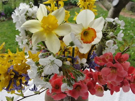 Безплатна снимка пролетни цветя цвете цъфтящи растения флора цвят