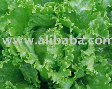 fresh lettuce singapore price supplier 21food