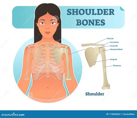 Diagram Of Bones In Neck And Shoulder Bones Joints Of The Shoulder