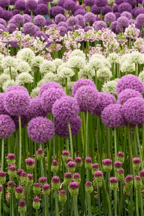 How To Plant Allium Bulbs This Fall For Gorgeous Spring Color