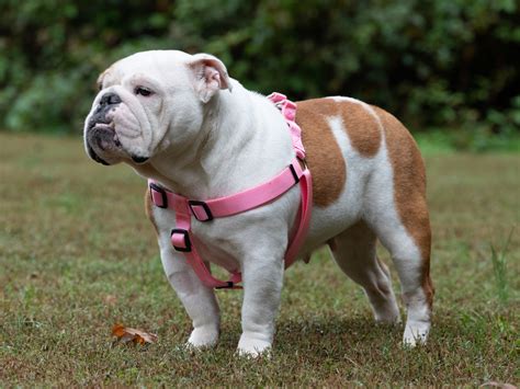Five years prior to ukc recognition, the breed was registered by the former canine developmental. Darlene | Georgia English Bulldog Rescue