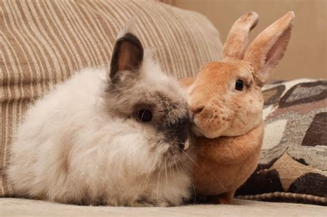 Magic Happens Rabbit Rescue Resources Bonding