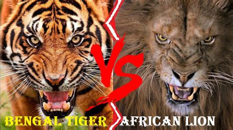 African Lion Vs Bengal Tiger Okavango Delta African Lion Vs Royal Bengal Tiger Who Would Win