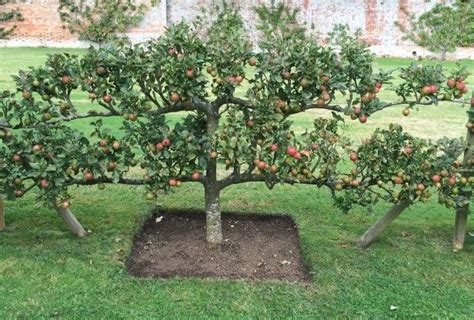 How To Plan An Orchard Hgtv Gardens Fruit Garden Layout Fruit Tree
