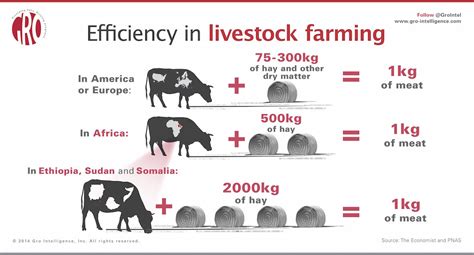 Efficiency In Livestock Farming Gro Intelligence